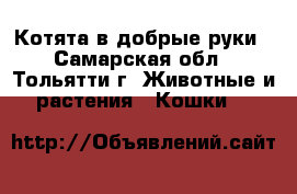 Котята в добрые руки - Самарская обл., Тольятти г. Животные и растения » Кошки   